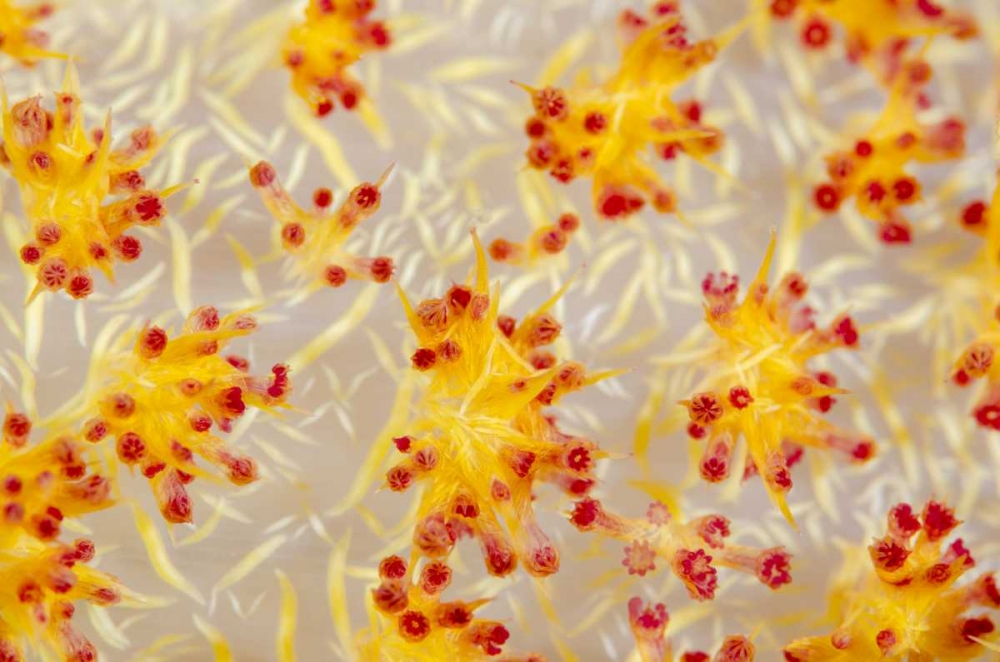 Indonesia, Papua, Cenderawasih Bay soft coral